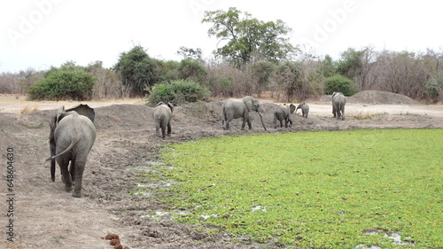 Photography herd of elephants