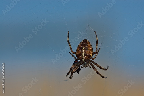 European garden spider feeding on a bug with a defocused natural background