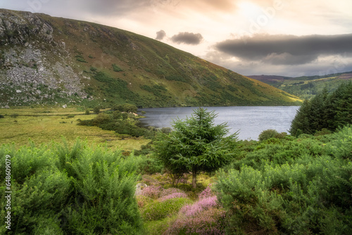 Purple heathers, green bushes and trees in beautiful mountain valley. Lake Lough Dan at sunset in Wicklow Mountains, Ireland