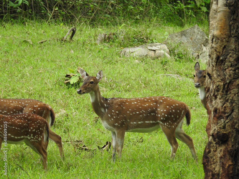 deer in the forest deer in the forest