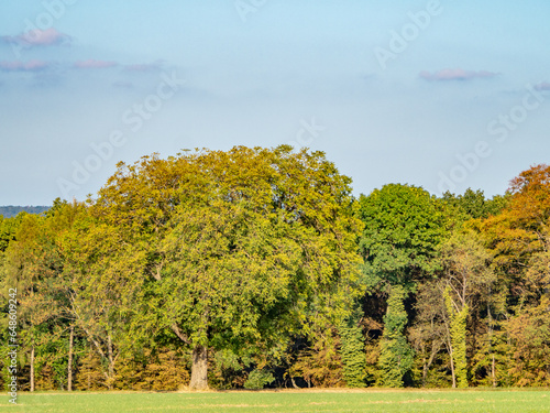 Tableau sur toile Welke Pflanzen im Wald