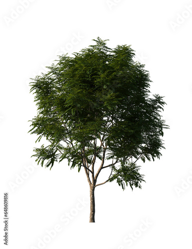 Photos Indochina Dragonplum, Dracontomelon duperreanum, tree, big tree, light for dayli