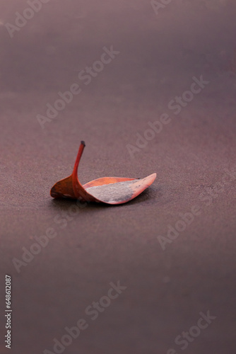 Leaf on a beach lying on some sand.