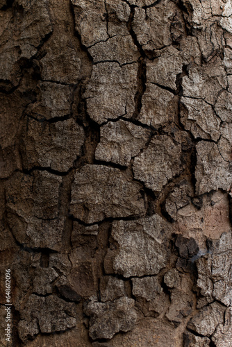 bark of a tree