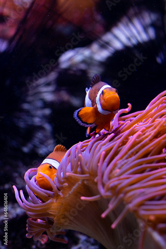 Underwater 