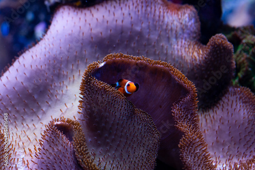 Underwater 