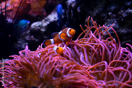 Underwater 