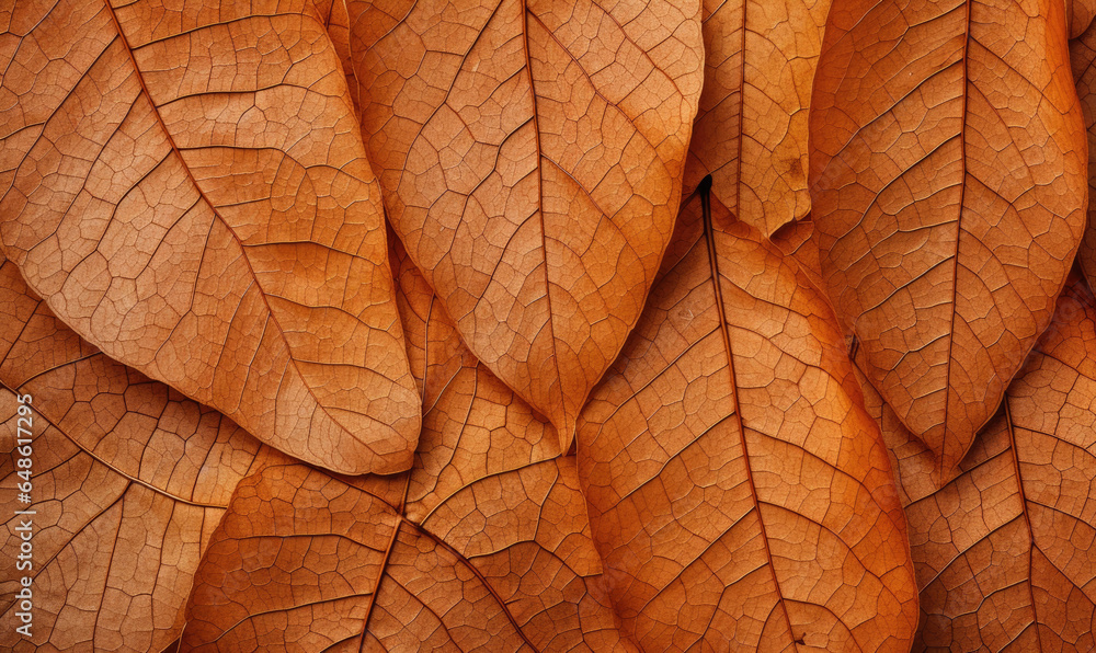 Fototapeta premium Close-up autumn dry leaf textured wallpaper.