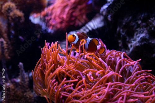 Underwater 