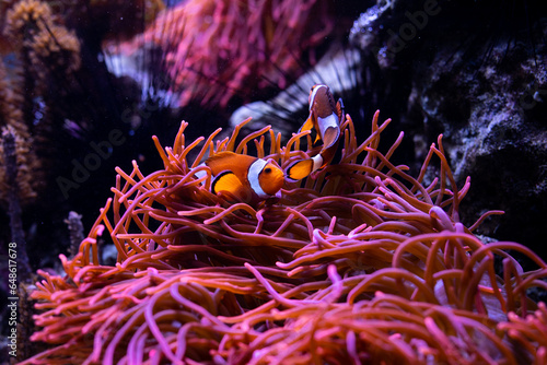 Underwater 