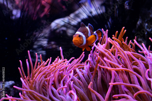 Underwater 