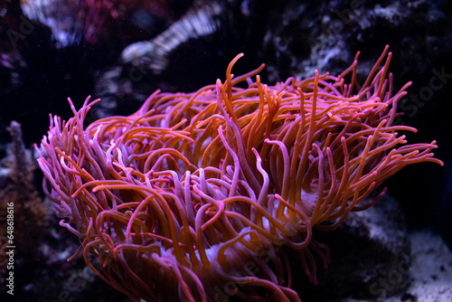 Underwater 