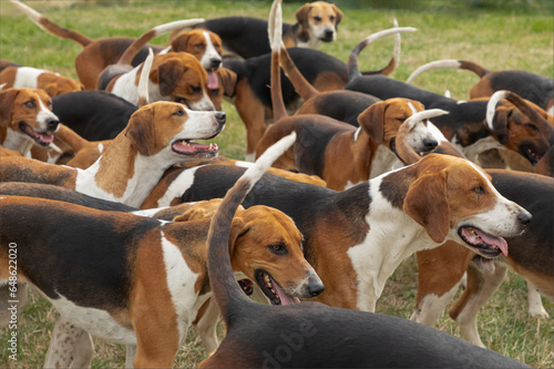A pack of hunting hounds looking toward the Master of Hounds