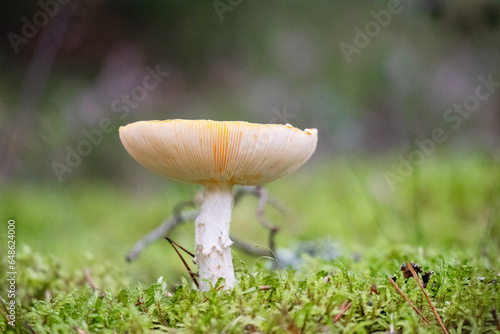  Close-up of a yellow mushroom in the forest on a background of branches and green moss and trees