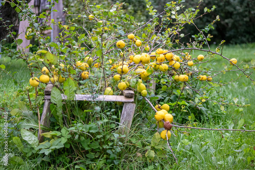 A bush of yellow quince berries on a background of green leaves