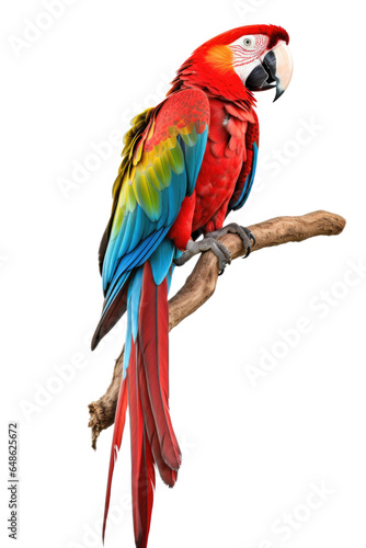 Beautiful macaw parrot standing on a dry tree branch isolated on white background