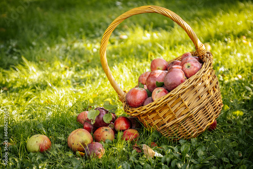 Abundance of Fresh, Organic Apples in a Wicker Basket. Organic apples in a wicker basket, showcasing nature's abundance and freshness.
