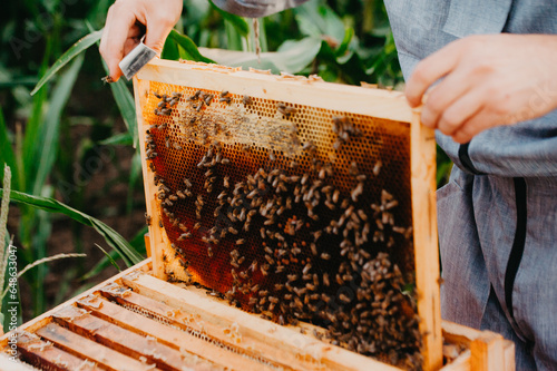 A man and a woman beekeepers collect honey in an apiary in fields with sunflowers at sunset