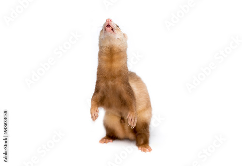 Ferret on a white background is insulated. Light color of the pet. Ermine, weasel, marten.