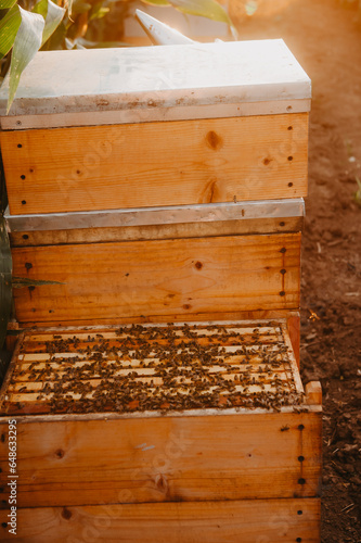 A man and a woman beekeepers collect honey in an apiary in fields with sunflowers at sunset