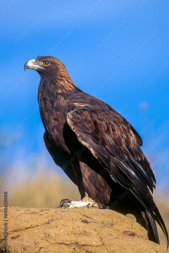Fototapeta premium Golden eagle roosting on rock