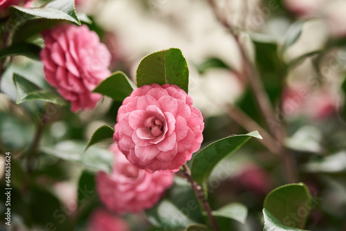pink camellia in garden