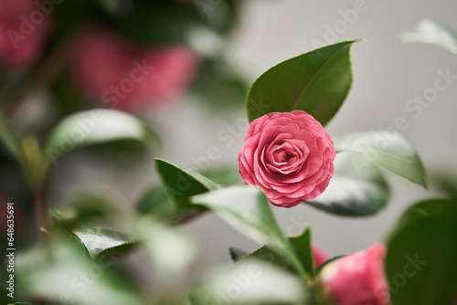 pink camellia in garden