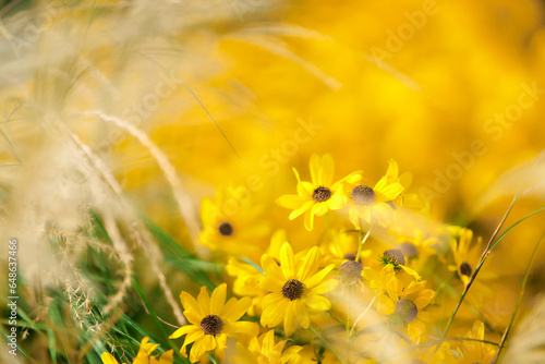 yellow flower background
