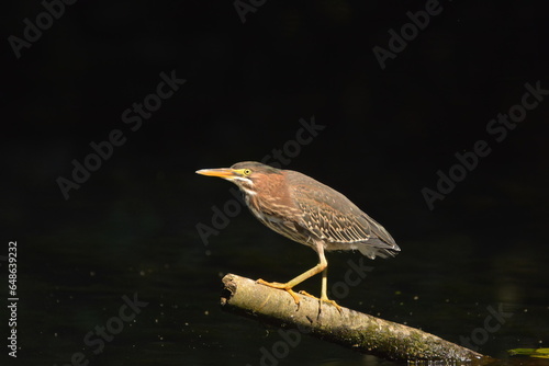 Green Heron perched on a log