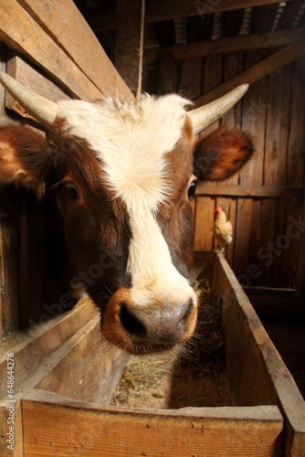 Cow looks out of the pen
