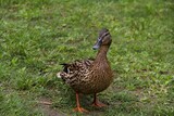 Duck stands on green grass