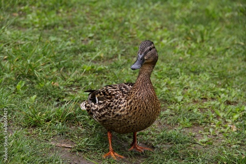 Duck stands on green grass
