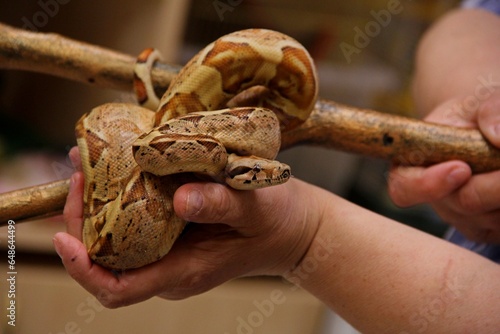 Snake in a woman's arms