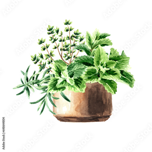 Kitchen fragrant herbs in flower  pot,  Hand drawn watercolor  illustration isolated on white background