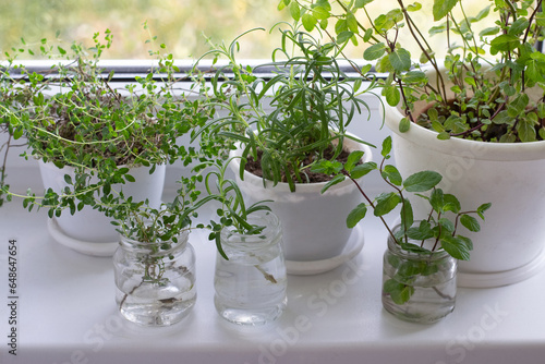 Rosemary, thyme and mint in pots and in jars for rooting on window sill 