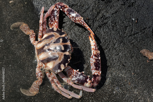 A crucifix swimming-crab is hunting prey in shallow sea waters. This marine animal with high economic value has the scientific name Charybdis feriata.