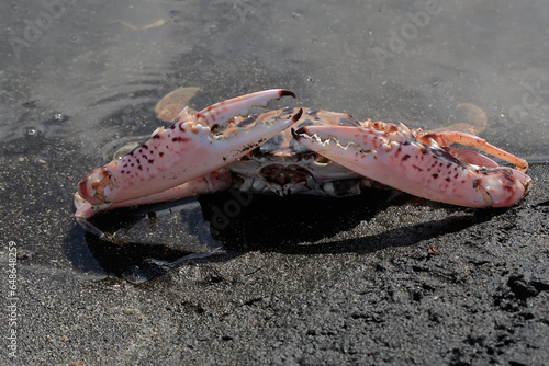 A crucifix swimming-crab is hunting prey in shallow sea waters. This marine animal with high economic value has the scientific name Charybdis feriata. photo