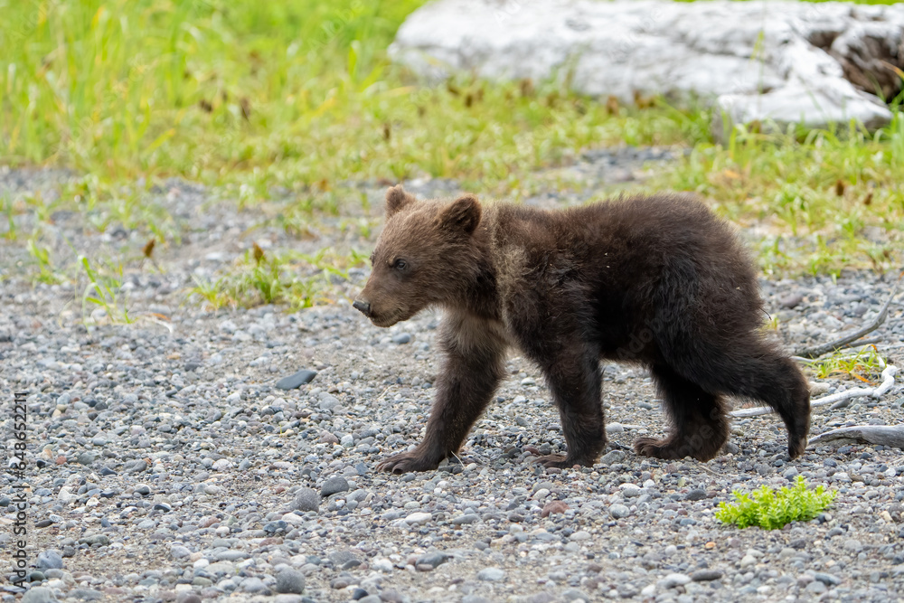 Fototapeta premium Cute Brown Bear Cub walking in Lake Clark Alaska 