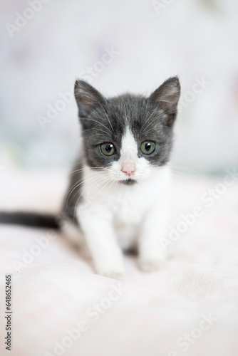 Cute little grey and white kitten sitting on sofa. Young cute little kitty at home. Cute funny home pets. Domestic animal and young kittens