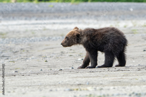 Cute Brown Bear Cub walking in Lake Clark Alaska 