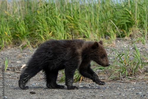 Cute Brown Bear Cub walking in Lake Clark Alaska 