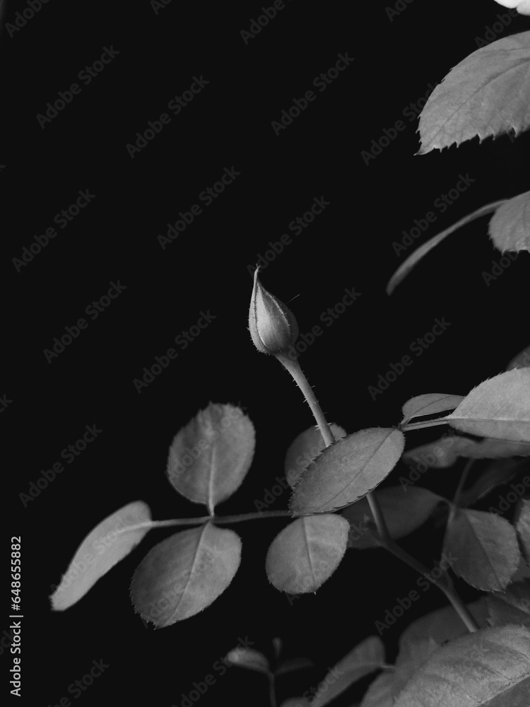 custom made wallpaper toronto digitalSingle rose bud isolated on black background 