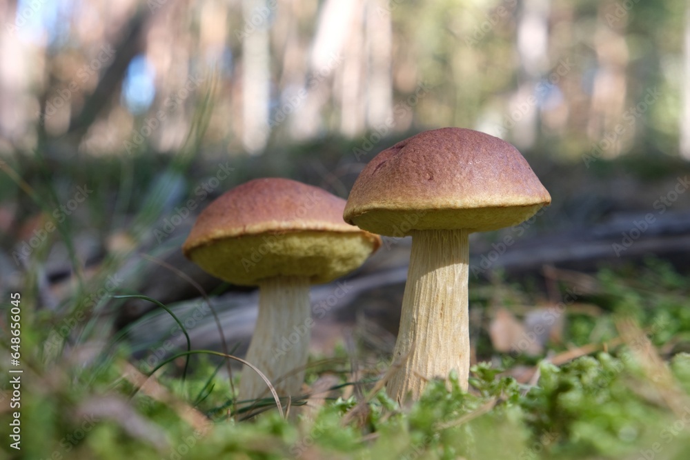 Close up of two mushrooms Aureoboletus projectellus, bolete fungus. Found in North America, and recently in Europe. Close up of two mushrooms Aureoboletus projectellus, bolete fungus. Found in North America, and recently in Europe.