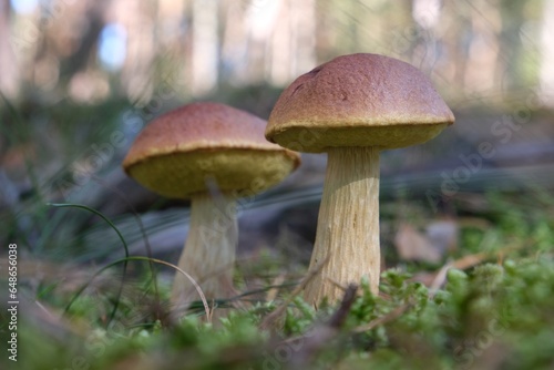 Close up of two mushrooms Aureoboletus projectellus, bolete fungus. Found in North America, and recently in Europe. photo