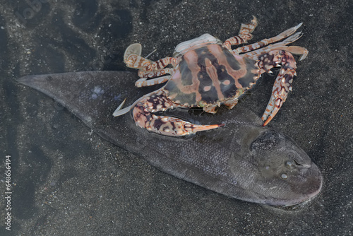 A flower crab is eating a fish on the sand at low tide. This marine animal has the scientific name Portunus pelagicus.