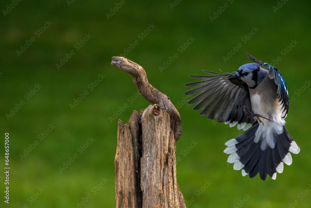Obraz premium Blue Jay flying to a branch