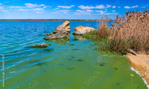 Eutrophication of the Khadzhibey estuary, blooms in the water of the blue-green algae Microcystis aeruginosa