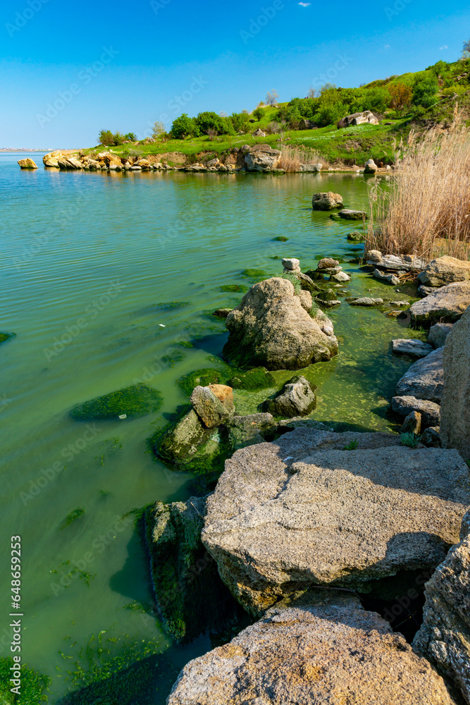 Eutrophication of the Khadzhibey estuary, blooms in the water of the blue-green algae Microcystis aeruginosa Eutrophication of the Khadzhibey estuary, blooms in the water of the blue-green algae Microcystis aeruginosa