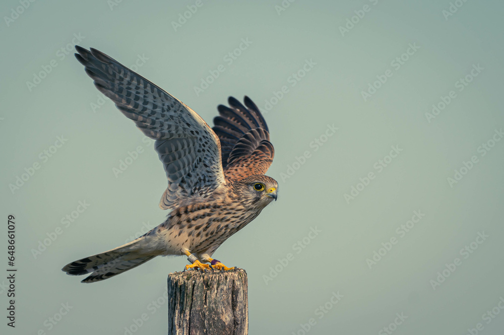 Fototapeta premium Turmfalke Action Foto