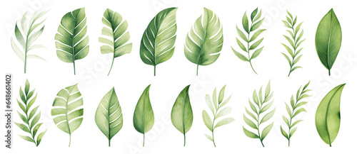 Exotic tropical plants. Monstera palm leaves on white background. Watercolor vector illustration set.